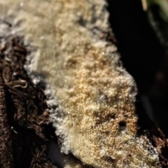 Unidentified Other fungi on wood at Molonglo Gorge - 16 May 2021 by CanberraFungiGroup