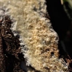 Unidentified Other fungi on wood (TBC) at Kowen, ACT - 16 May 2021 by CanberraFungiGroup