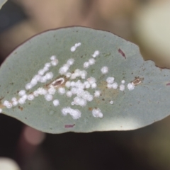 Glycaspis sp. (genus) (Unidentified sugary lerp) at Block 402 - 17 Feb 2022 by AlisonMilton