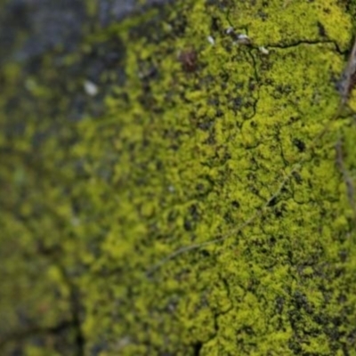 Chrysothrix sp. (genus) (A gold dust lichen) at Molonglo Gorge - 16 May 2021 by CanberraFungiGroup