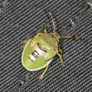 Pentatomoidea (superfamily) at Stromlo, ACT - 18 Feb 2022