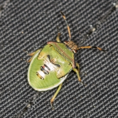 Pentatomoidea (superfamily) (Unidentified Shield or Stink bug) at Stromlo, ACT - 17 Feb 2022 by AlisonMilton