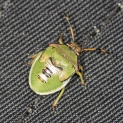Unidentified Shield, Stink & Jewel Bug (Pentatomoidea) at Stromlo, ACT - 17 Feb 2022 by AlisonMilton