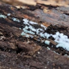 Unidentified Other fungi on wood (TBC) at Molonglo Gorge - 16 May 2021 by CanberraFungiGroup