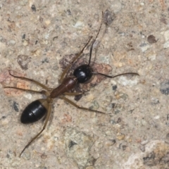 Camponotus consobrinus (Banded sugar ant) at Molonglo Valley, ACT - 18 Feb 2022 by AlisonMilton