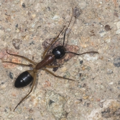 Camponotus consobrinus (Banded sugar ant) at Block 402 - 17 Feb 2022 by AlisonMilton