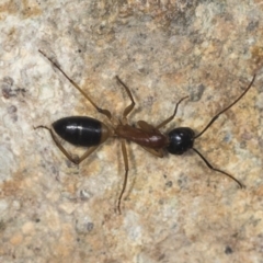 Camponotus consobrinus at Molonglo Valley, ACT - 18 Feb 2022