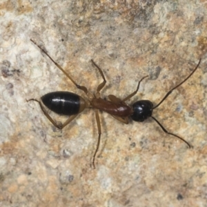 Camponotus consobrinus at Molonglo Valley, ACT - 18 Feb 2022 08:54 AM