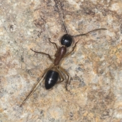 Camponotus consobrinus at Molonglo Valley, ACT - 18 Feb 2022