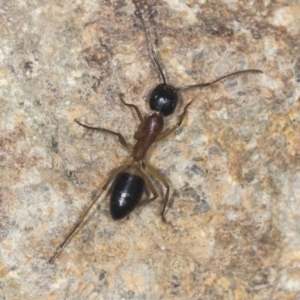 Camponotus consobrinus at Molonglo Valley, ACT - 18 Feb 2022 08:54 AM