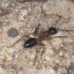 Camponotus consobrinus at Molonglo Valley, ACT - 18 Feb 2022 08:54 AM