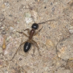 Camponotus consobrinus at Molonglo Valley, ACT - 18 Feb 2022 08:54 AM