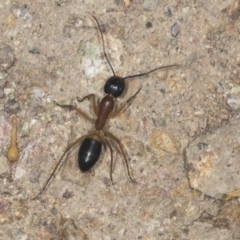 Camponotus consobrinus at Molonglo Valley, ACT - 18 Feb 2022