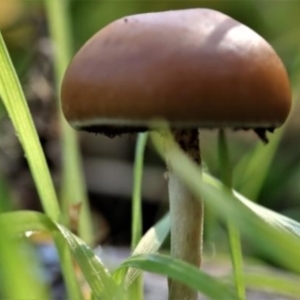 zz agaric (stem; gills not white/cream) at Kowen, ACT - 16 May 2021