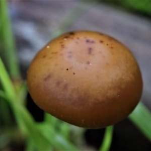 zz agaric (stem; gills not white/cream) at Kowen, ACT - 16 May 2021