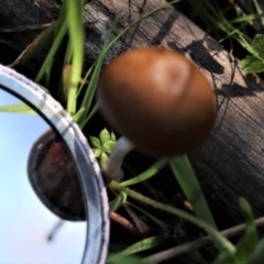 zz agaric (stem; gills not white/cream) at Kowen, ACT - 16 May 2021