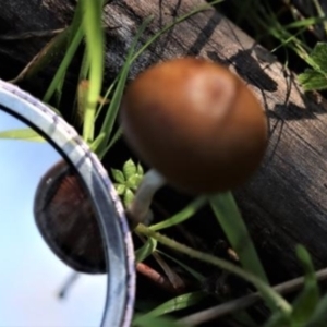 zz agaric (stem; gills not white/cream) at Kowen, ACT - 16 May 2021