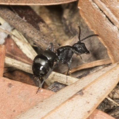 Polyrhachis sp. (genus) (A spiny ant) at Higgins, ACT - 20 Feb 2022 by AlisonMilton