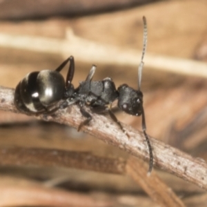 Polyrhachis sp. (genus) at Higgins, ACT - 20 Feb 2022 09:10 AM