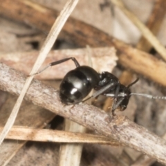 Polyrhachis sp. (genus) at Higgins, ACT - 20 Feb 2022 09:10 AM