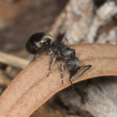 Polyrhachis sp. (genus) at Higgins, ACT - 20 Feb 2022 09:10 AM