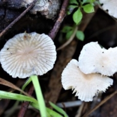 Mycena sp. (Mycena) at Molonglo Gorge - 16 May 2021 by CanberraFungiGroup