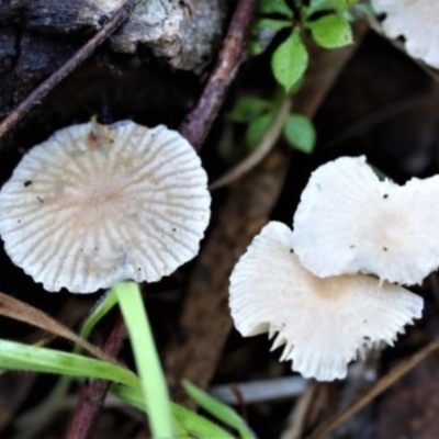 Mycena sp. (Mycena) at Molonglo Gorge - 16 May 2021 by CanberraFungiGroup