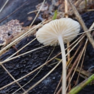 Mycena sp. at Kowen, ACT - 16 May 2021 11:39 AM