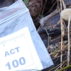 Mycena sp. at Kowen, ACT - 16 May 2021 11:39 AM