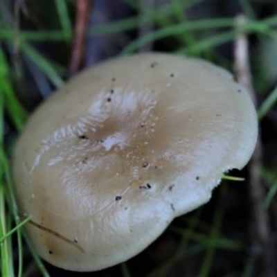 Agarics at Molonglo Gorge - 16 May 2021 by CanberraFungiGroup