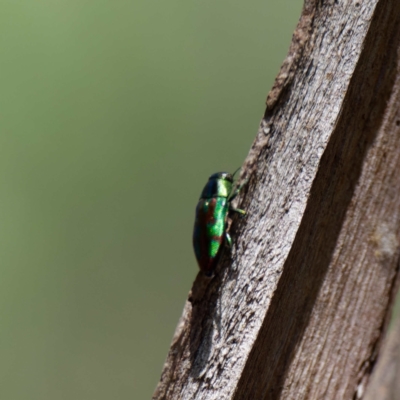 Melobasis sp. (genus) (Unidentified Melobasis jewel Beetle) at Mulligans Flat - 8 Feb 2022 by DPRees125