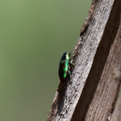 Melobasis sp. (genus) (Unidentified Melobasis jewel Beetle) at Mulligans Flat - 8 Feb 2022 by DPRees125