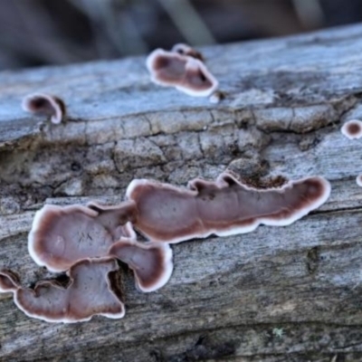 Xylobolus illudens (Purplish Stereum) at Molonglo Gorge - 16 May 2021 by CanberraFungiGroup