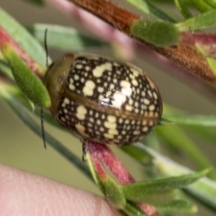 Paropsis pictipennis (Tea-tree button beetle) at Molonglo Valley, ACT - 17 Feb 2022 by AlisonMilton