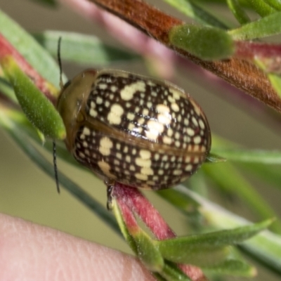 Paropsis pictipennis (Tea-tree button beetle) at Block 402 - 17 Feb 2022 by AlisonMilton