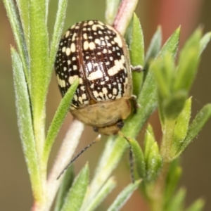 Paropsis pictipennis at Molonglo Valley, ACT - 18 Feb 2022 10:26 AM