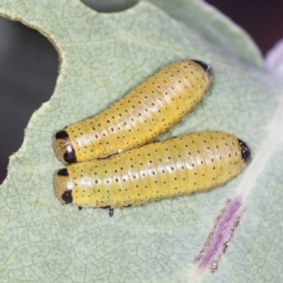 Paropsisterna fastidiosa (Eucalyptus leaf beetle) at Denman Prospect 2 Estate Deferred Area (Block 12) - 17 Feb 2022 by AlisonMilton