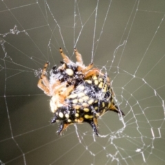 Austracantha minax (Christmas Spider, Jewel Spider) at Molonglo Valley, ACT - 17 Feb 2022 by AlisonMilton