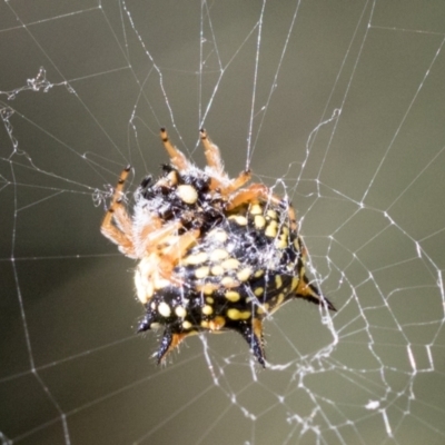 Austracantha minax (Christmas Spider, Jewel Spider) at Block 402 - 17 Feb 2022 by AlisonMilton