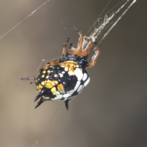 Austracantha minax at Molonglo Valley, ACT - 18 Feb 2022