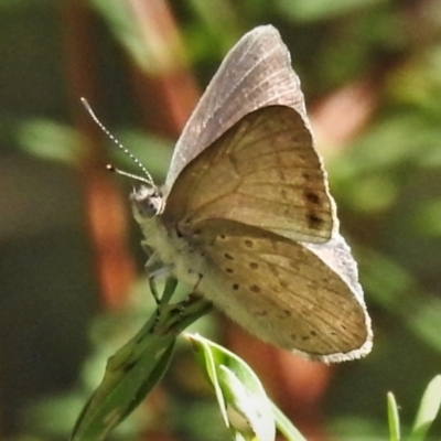 Erina hyacinthina (Varied Dusky-blue) at Acton, ACT - 20 Feb 2022 by JohnBundock