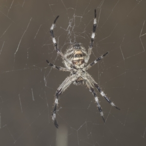 Araneinae (subfamily) at Molonglo Valley, ACT - 18 Feb 2022 08:57 AM