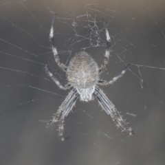 Araneinae (subfamily) at Molonglo Valley, ACT - 18 Feb 2022 08:57 AM