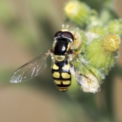 Simosyrphus grandicornis (Common hover fly) at Molonglo Valley, ACT - 17 Feb 2022 by AlisonMilton