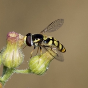 Simosyrphus grandicornis at Molonglo Valley, ACT - 18 Feb 2022