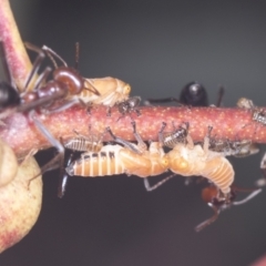 Eurymelinae (subfamily) (Unidentified eurymeline leafhopper) at Piney Ridge - 17 Feb 2022 by AlisonMilton