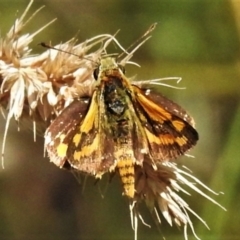 Ocybadistes walkeri (Green Grass-dart) at Acton, ACT - 19 Feb 2022 by JohnBundock