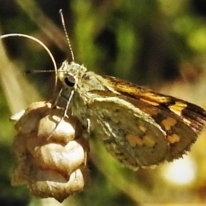 Ocybadistes walkeri at Acton, ACT - 20 Feb 2022