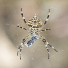 Araneinae (subfamily) (Orb weaver) at Denman Prospect 2 Estate Deferred Area (Block 12) - 17 Feb 2022 by AlisonMilton