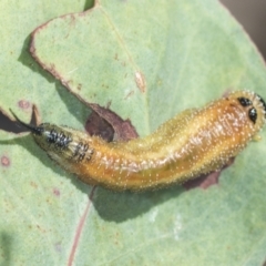 Lophyrotoma interrupta (Cattle Poisoning Sawfly) at Block 402 - 17 Feb 2022 by AlisonMilton